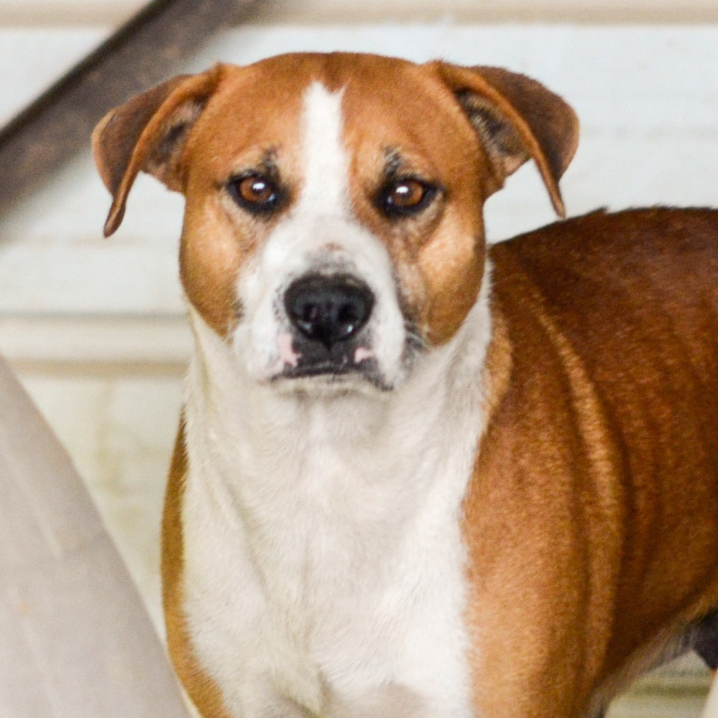 Thelma, an adoptable Pointer, Canaan Dog in Quinlan, TX, 75474 | Photo Image 1