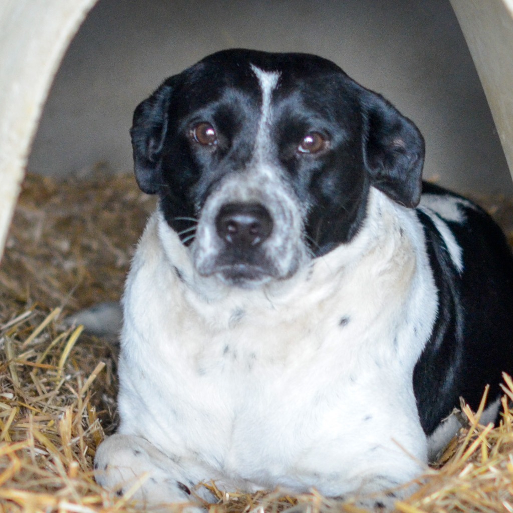 Thelma, an adoptable Pointer, Canaan Dog in Quinlan, TX, 75474 | Photo Image 2