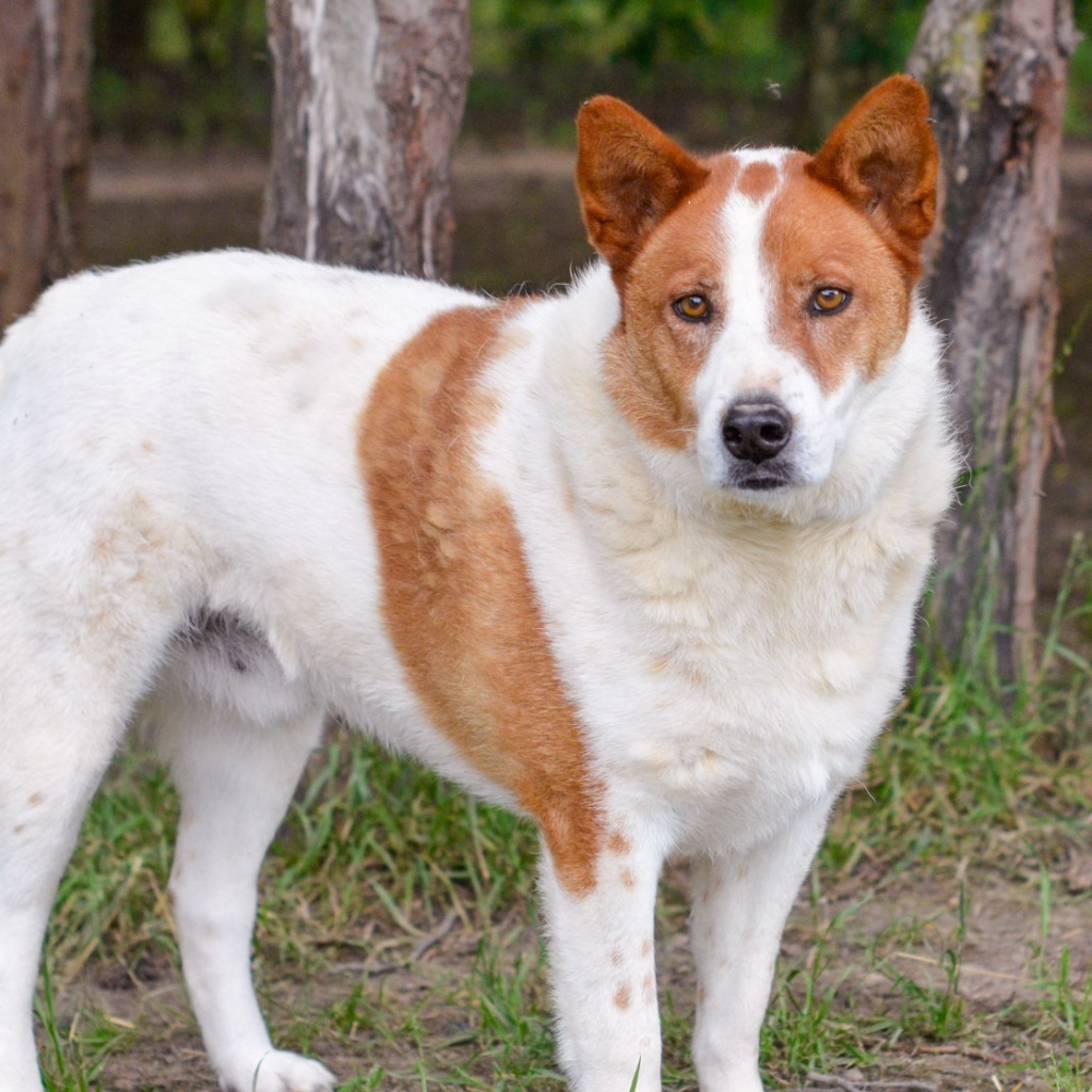 L.G. Little Guy, an adoptable Australian Shepherd, Cattle Dog in Quinlan, TX, 75474 | Photo Image 1