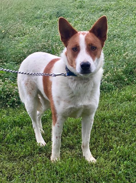 L.G. Little Guy, an adoptable Australian Shepherd, Cattle Dog in Quinlan, TX, 75474 | Photo Image 2
