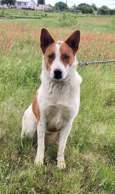 L.G. Little Guy, an adoptable Australian Shepherd, Cattle Dog in Quinlan, TX, 75474 | Photo Image 3