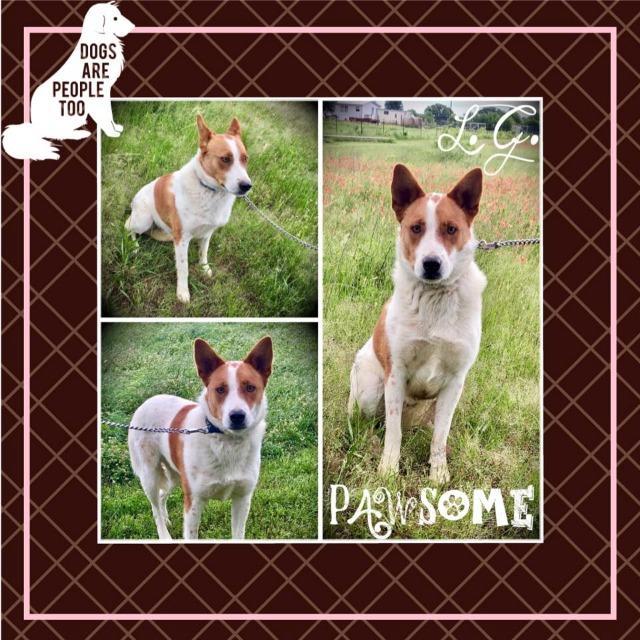 L.G. Little Guy, an adoptable Australian Shepherd, Cattle Dog in Quinlan, TX, 75474 | Photo Image 4