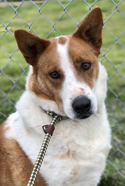 L.G. Little Guy, an adoptable Australian Shepherd, Cattle Dog in Quinlan, TX, 75474 | Photo Image 5