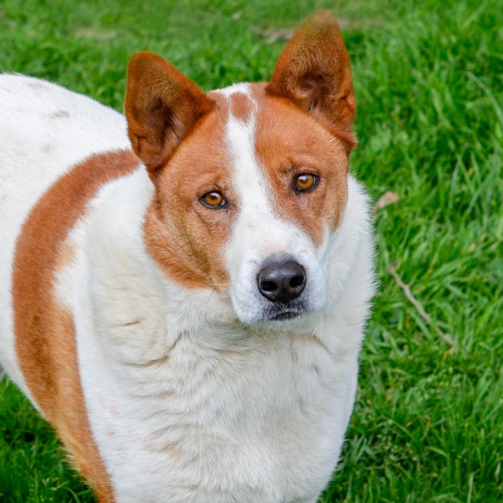 L.G. Little Guy, an adoptable Australian Shepherd, Cattle Dog in Quinlan, TX, 75474 | Photo Image 6