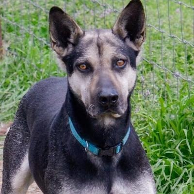 Smiley, an adoptable Shepherd, Mixed Breed in Quinlan, TX, 75474 | Photo Image 1