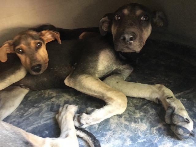 Smiley, an adoptable Shepherd, Mixed Breed in Quinlan, TX, 75474 | Photo Image 2