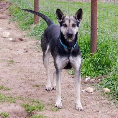 Smiley, an adoptable Shepherd, Mixed Breed in Quinlan, TX, 75474 | Photo Image 3