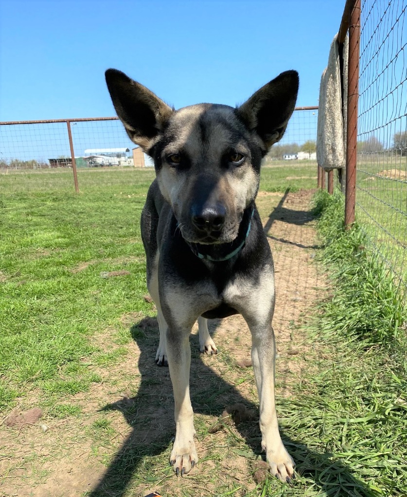 Smiley, an adoptable Shepherd, Mixed Breed in Quinlan, TX, 75474 | Photo Image 4