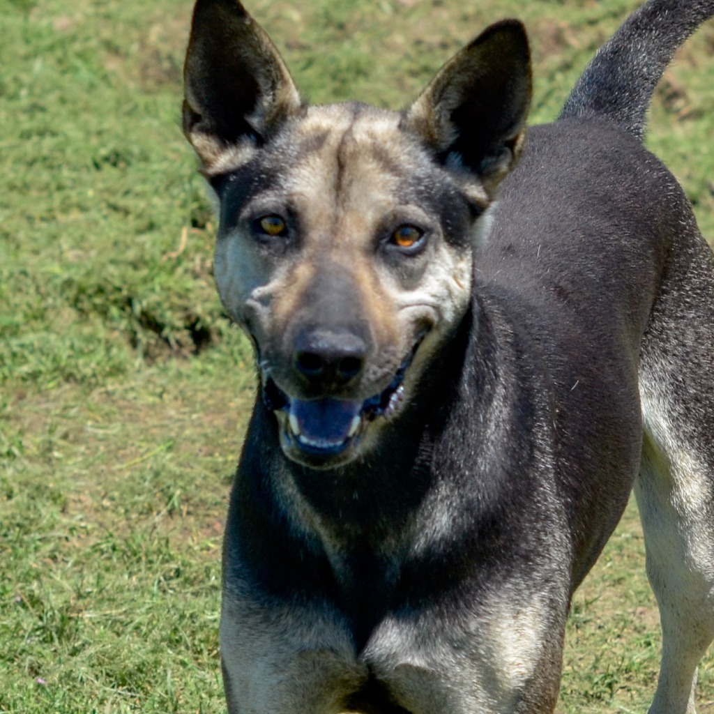 Smiley, an adoptable Shepherd, Mixed Breed in Quinlan, TX, 75474 | Photo Image 5