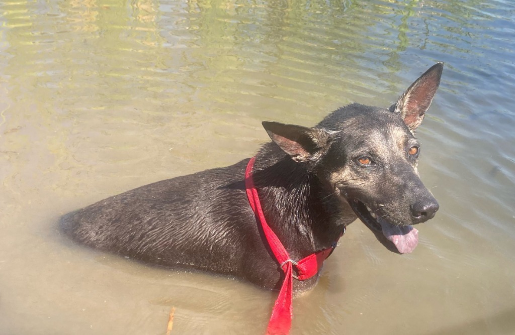 Smiley, an adoptable Shepherd, Mixed Breed in Quinlan, TX, 75474 | Photo Image 6