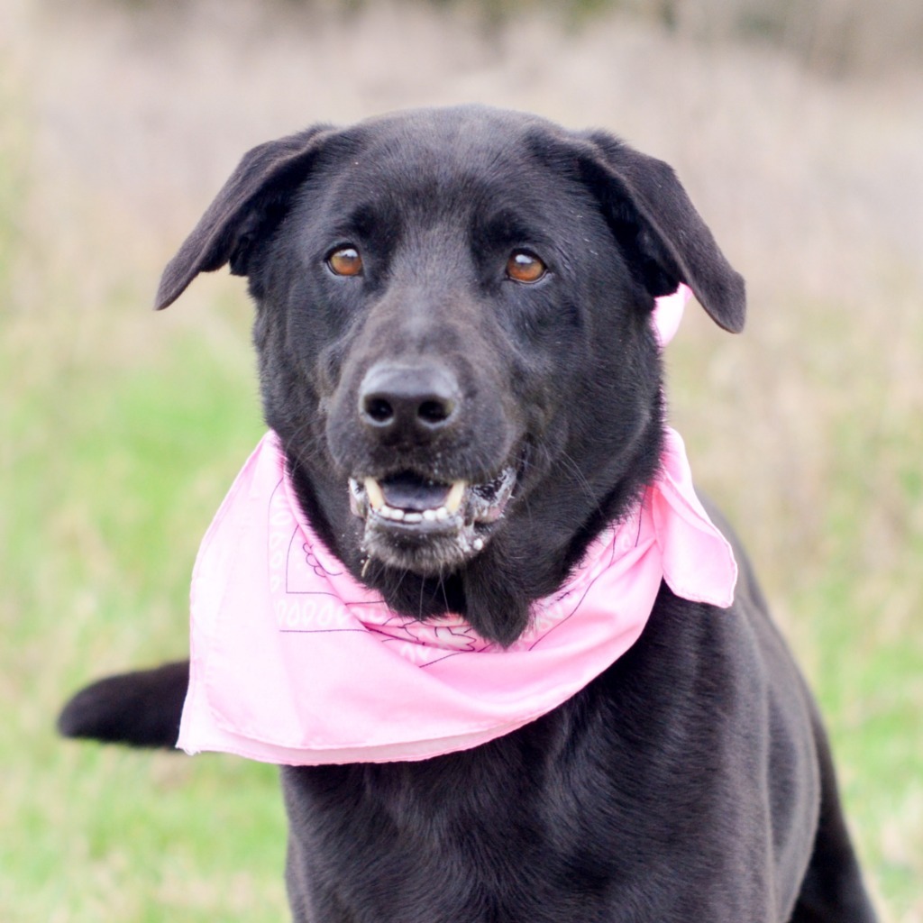 Bailey, an adoptable Black Labrador Retriever, Chow Chow in Quinlan, TX, 75474 | Photo Image 1