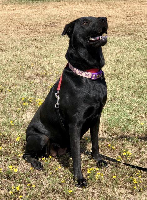 Bailey, an adoptable Black Labrador Retriever, Chow Chow in Quinlan, TX, 75474 | Photo Image 2