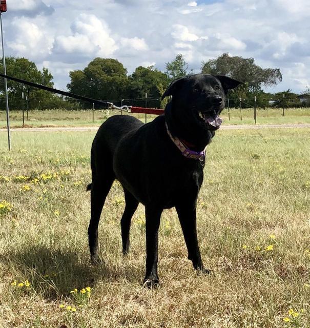 Bailey, an adoptable Black Labrador Retriever, Chow Chow in Quinlan, TX, 75474 | Photo Image 3