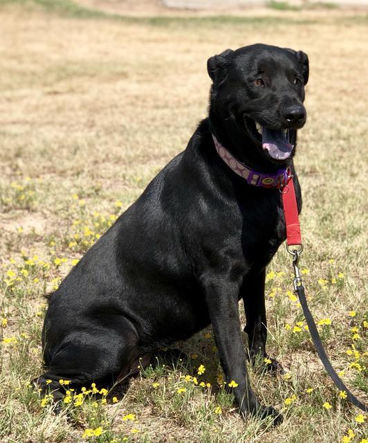 Bailey, an adoptable Black Labrador Retriever, Chow Chow in Quinlan, TX, 75474 | Photo Image 4