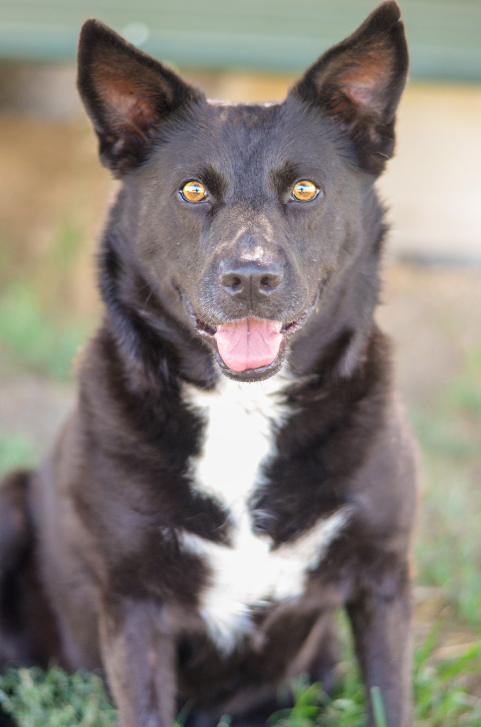 HOLLY, an adoptable Shepherd in Quinlan, TX, 75474 | Photo Image 1
