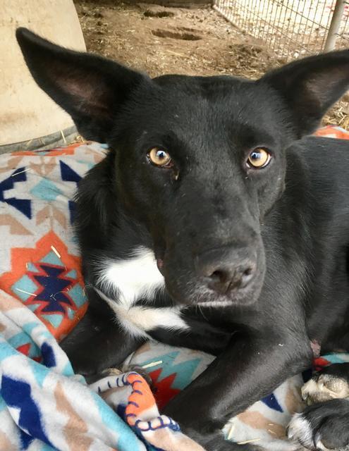 HOLLY, an adoptable Shepherd in Quinlan, TX, 75474 | Photo Image 2