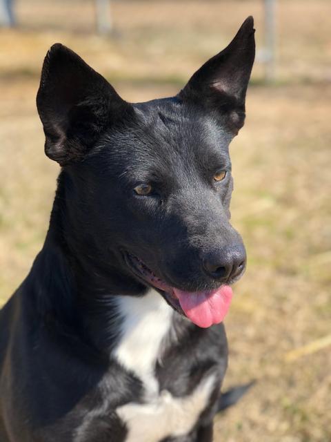 HOLLY, an adoptable Shepherd in Quinlan, TX, 75474 | Photo Image 3