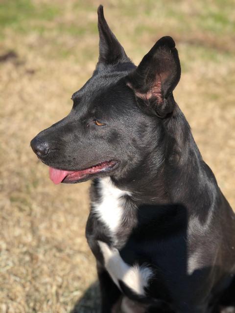 HOLLY, an adoptable Shepherd in Quinlan, TX, 75474 | Photo Image 4