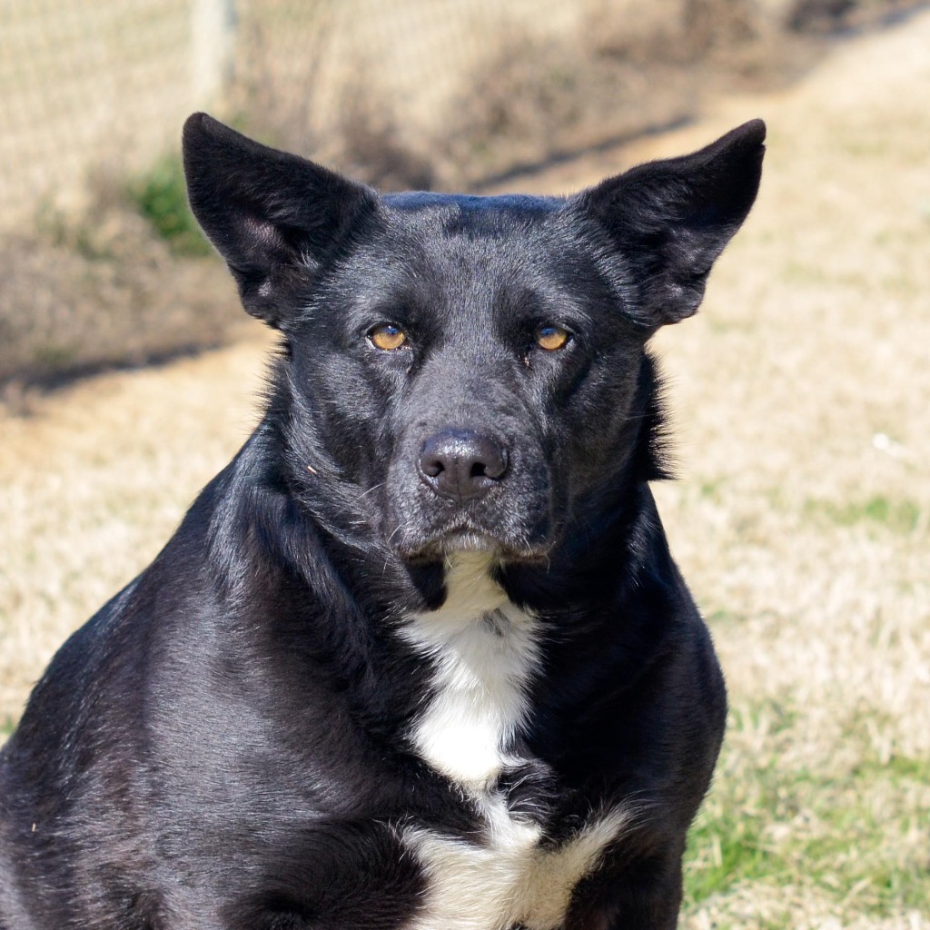 HOLLY, an adoptable Shepherd in Quinlan, TX, 75474 | Photo Image 5