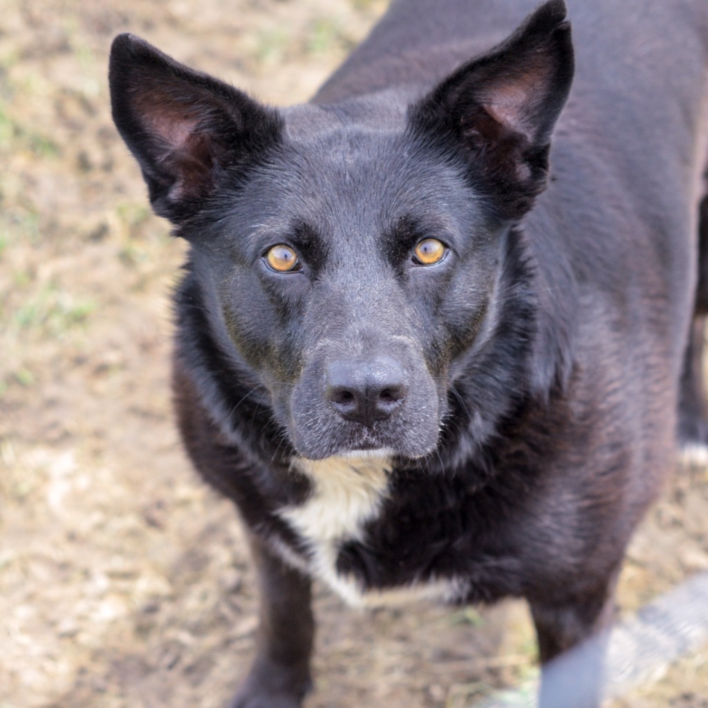 HOLLY, an adoptable Shepherd in Quinlan, TX, 75474 | Photo Image 6
