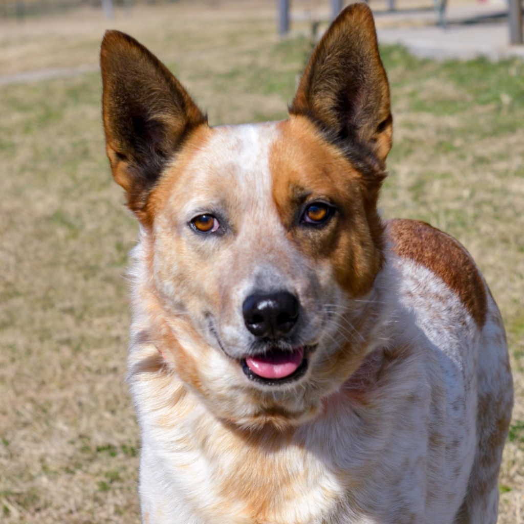 Charlie, an adoptable Australian Cattle Dog / Blue Heeler in Quinlan, TX, 75474 | Photo Image 1