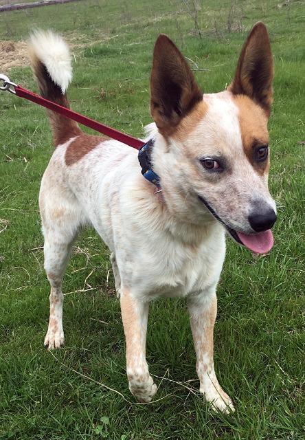 Charlie, an adoptable Australian Cattle Dog / Blue Heeler in Quinlan, TX, 75474 | Photo Image 2