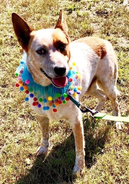 Charlie, an adoptable Australian Cattle Dog / Blue Heeler in Quinlan, TX, 75474 | Photo Image 3