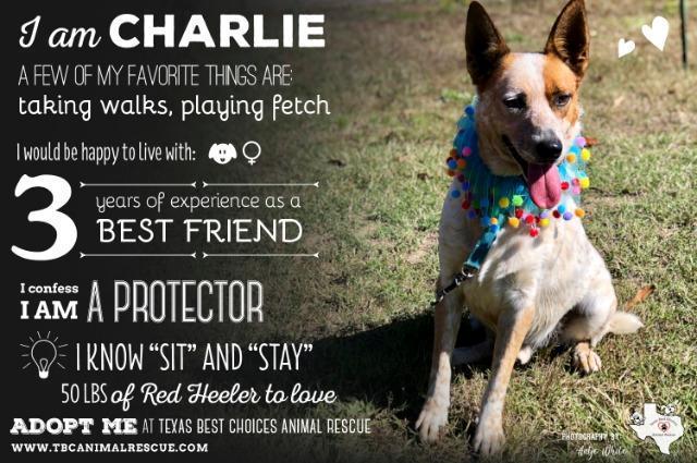 Charlie, an adoptable Australian Cattle Dog / Blue Heeler in Quinlan, TX, 75474 | Photo Image 4