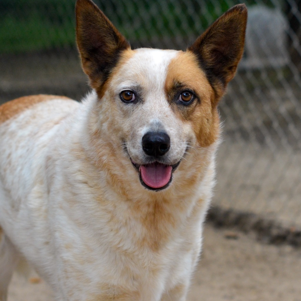 Charlie, an adoptable Australian Cattle Dog / Blue Heeler in Quinlan, TX, 75474 | Photo Image 5