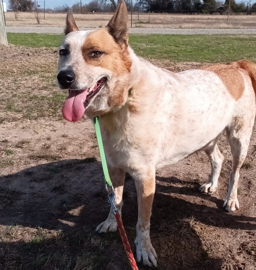 Charlie, an adoptable Australian Cattle Dog / Blue Heeler in Quinlan, TX, 75474 | Photo Image 6