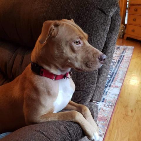 Ginger Snap, an adoptable Terrier & Vizsla Mix in Jarrettsville, MD_image-3