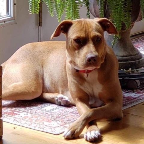 Ginger Snap, an adoptable Terrier & Vizsla Mix in Jarrettsville, MD_image-5