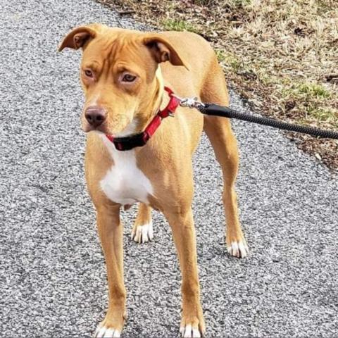 Ginger Snap, an adoptable Terrier & Vizsla Mix in Jarrettsville, MD_image-6