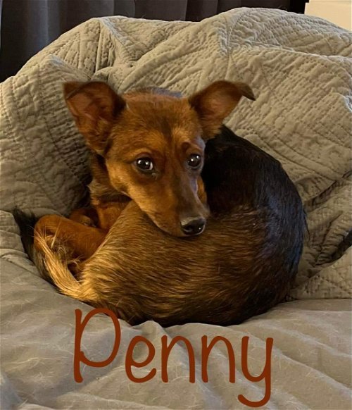 Penni