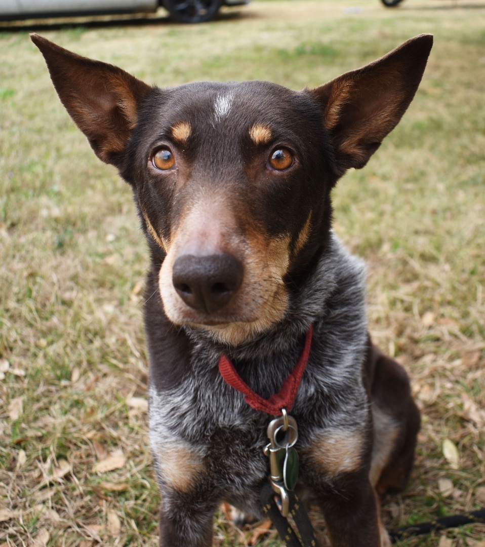 Jupiter, an adoptable Australian Cattle Dog / Blue Heeler, Labrador Retriever in Westlake, OH, 44145 | Photo Image 2