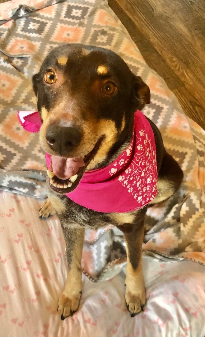 Jupiter, an adoptable Australian Cattle Dog / Blue Heeler, Labrador Retriever in Westlake, OH, 44145 | Photo Image 3