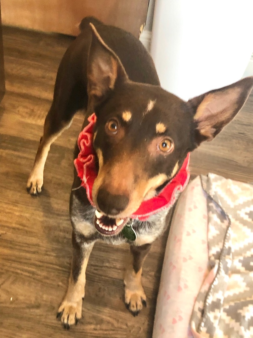 Jupiter, an adoptable Australian Cattle Dog / Blue Heeler, Labrador Retriever in Westlake, OH, 44145 | Photo Image 1