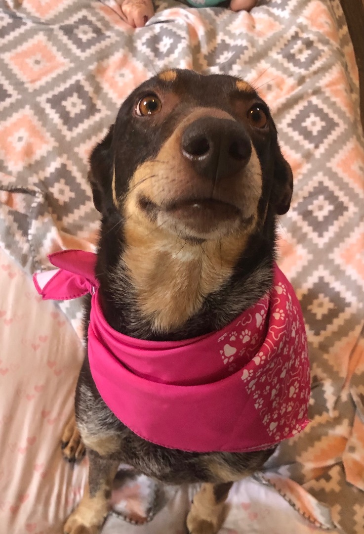 Jupiter, an adoptable Australian Cattle Dog / Blue Heeler, Labrador Retriever in Westlake, OH, 44145 | Photo Image 4