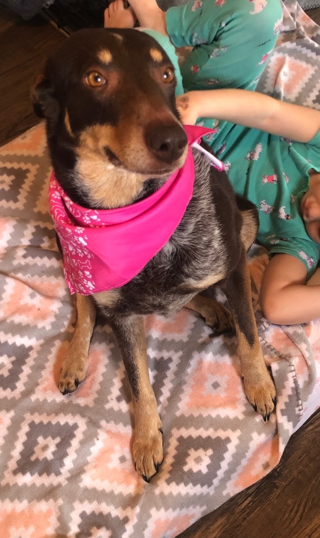 Jupiter, an adoptable Australian Cattle Dog / Blue Heeler, Labrador Retriever in Westlake, OH, 44145 | Photo Image 5