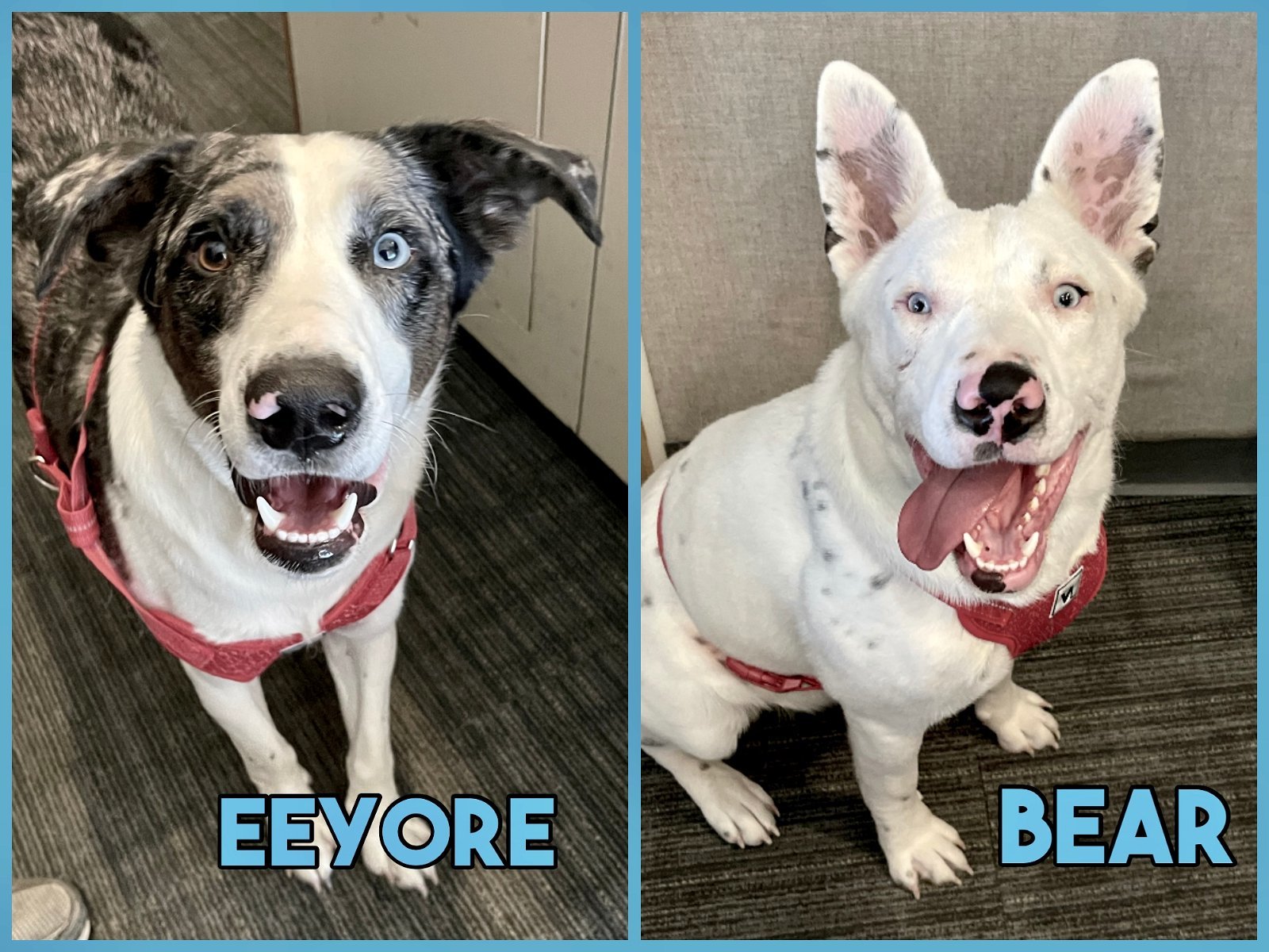 *Special Needs* Bear & Eeyore- Foster / 2022