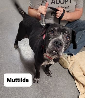 AC #0333 Muttilda