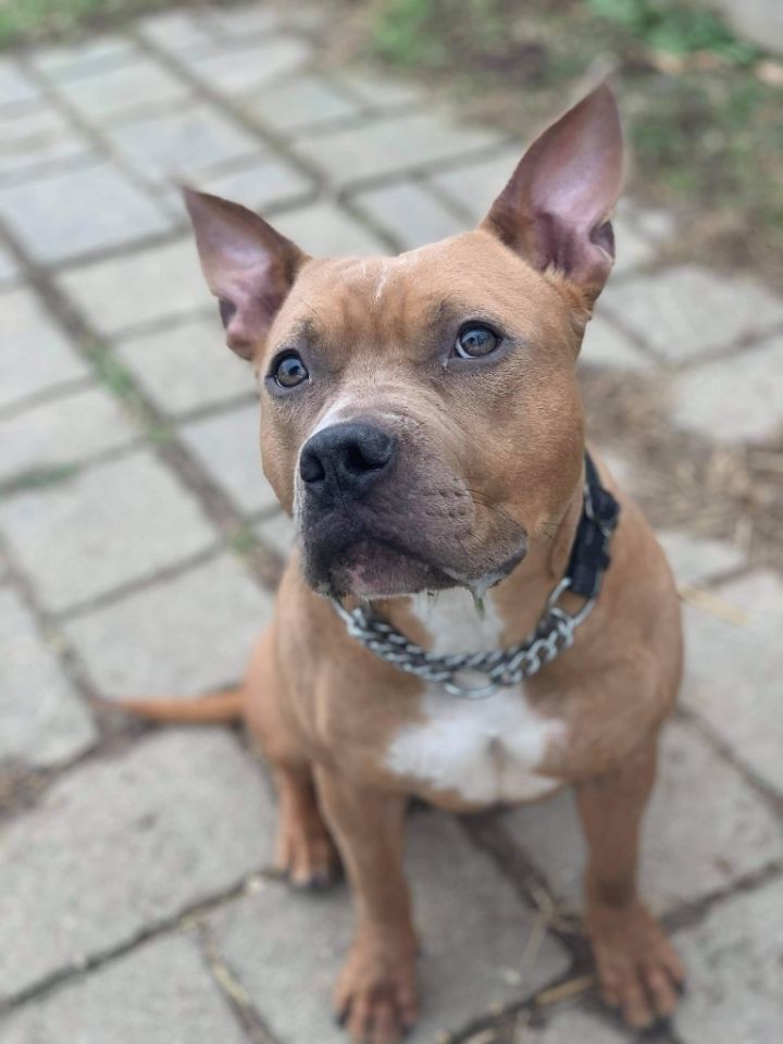 Pitbull mixed with store bulldog