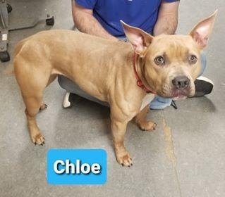 Chloe-Sponsored, an adoptable Pit Bull Terrier, French Bulldog in Richmond, IN, 47374 | Photo Image 2