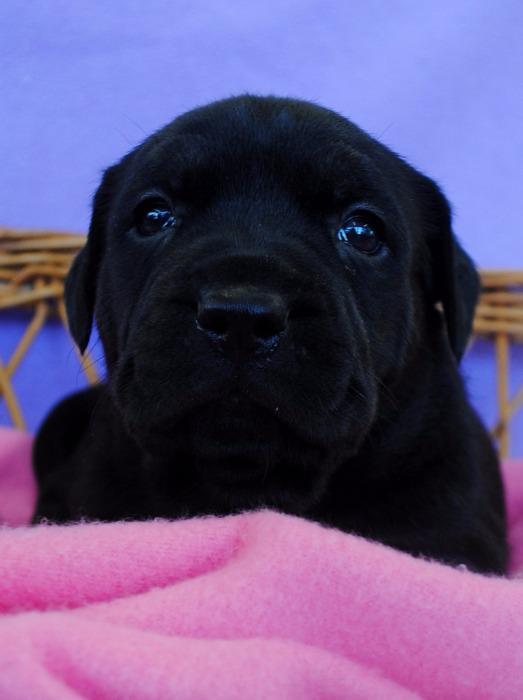 Petra - Sponsored, an adoptable Terrier, Labrador Retriever in Richmond, IN, 47374 | Photo Image 5