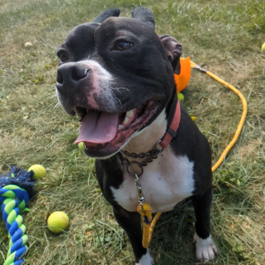 Gamble-Sponsored, an adoptable Boxer, American Staffordshire Terrier in Richmond, IN, 47374 | Photo Image 1