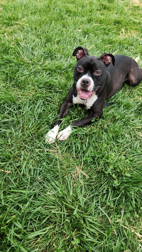 Gamble-Sponsored, an adoptable Boxer, American Staffordshire Terrier in Richmond, IN, 47374 | Photo Image 3