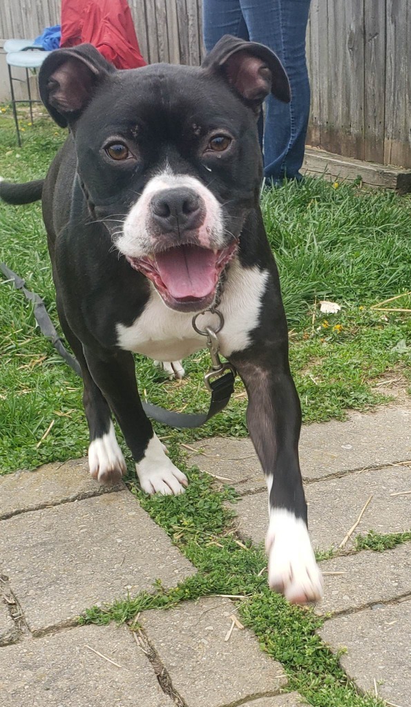 Gamble-Sponsored, an adoptable Boxer, American Staffordshire Terrier in Richmond, IN, 47374 | Photo Image 4