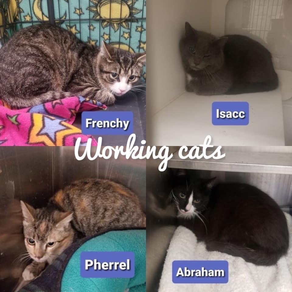 Barn Cat - Working Cat M/F, an adoptable Domestic Short Hair in Richmond, IN, 47374 | Photo Image 2