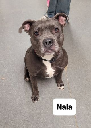 Nala-Sponsored, an adoptable Pit Bull Terrier in Richmond, IN, 47374 | Photo Image 2