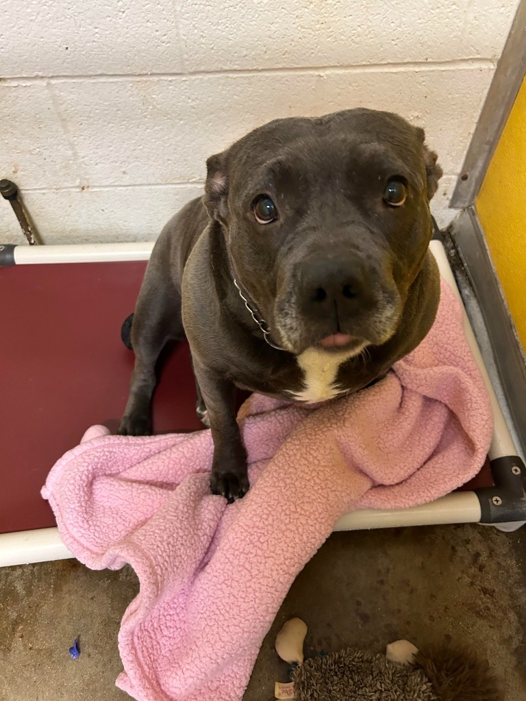 Nala-Sponsored, an adoptable Pit Bull Terrier in Richmond, IN, 47374 | Photo Image 4